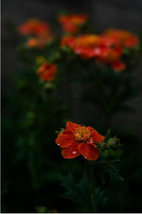 Theaterbloemen decor